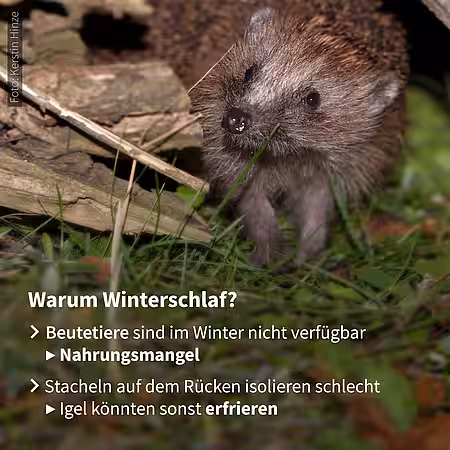 Gründe für den Winterschlaf des Igels