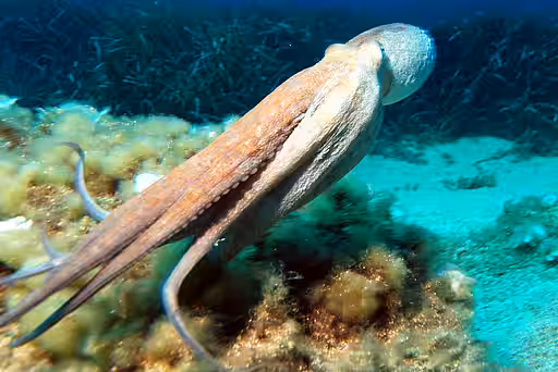 Kraken flüchten mit dem Körper voran und ziehen die Arme hinterher. Kraken flüchten mit dem Körper voran und ziehen die Arme hinterher.