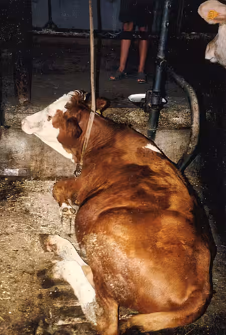 Kuh in Anbindehaltung