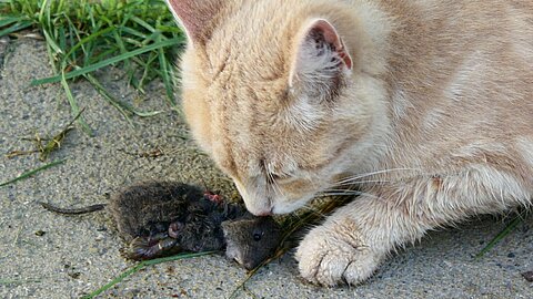 Unter den Haustieren sind vor allem Katzen gefährdet, eine Sekundärvergiftung durch vergiftete Nager zu erleiden