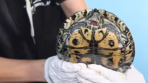 Die Griechische Landschildkröte Fred. 