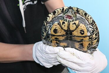 Die Griechische Landschildkröte Fred. 