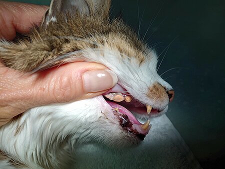 Katze vor der Zahnsteinsanierung. 