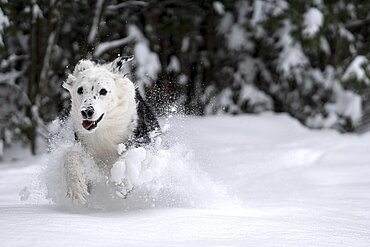 Hund im Schnee