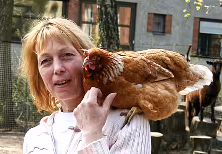 Hühner können nicht nur Eier legen, sondern auch zahme Familienmitglieder werden. 