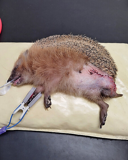 Bitte verzichten Sie auf Mähroboter, Rasentrimmer oder Schlagfallen, sodass die Igel in Ihrem Garten sicher sind. Bei diesem Igel musste unsere Tierärztin ein Hinterbein amputieren.