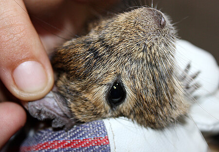 Degu mit verletztem Ohr 