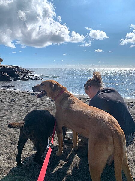 Schülerinnen mit Hunden an Strand
