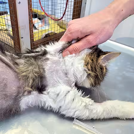 Hier erkennt man deutlich die Dehydratation an der stehen gebliebenen Hautfalte.