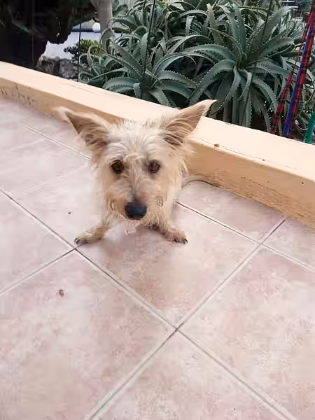 Hündin Perla hat leider nur zwei Beine.