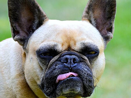 Qualzucht: Französische Bulldogge Qualzucht: Französische Bulldogge