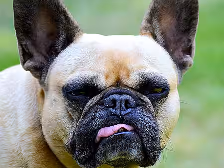 Qualzucht: Französische Bulldogge