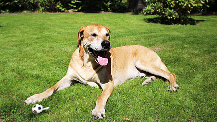 Hund in der Sommerhitze