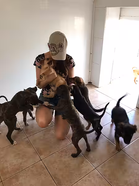 Nicht alle Hunde sind geeignet, um nach Deutschland zu fliegen, und es werden natürlich auch sehr viele Hunde auf Teneriffa vermittelt. 