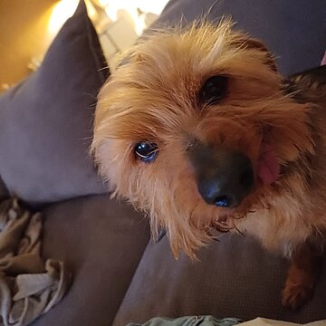 „glücklicher kleiner Monty“