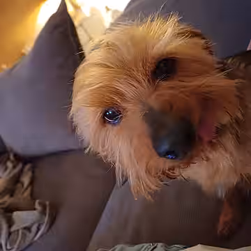 „glücklicher kleiner Monty“