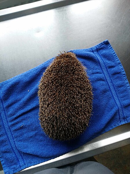 Gut genährter Igel im Igelzentrum Gut genährter Igel im Igelzentrum