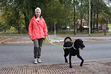 Hund mit Leuchthalsband