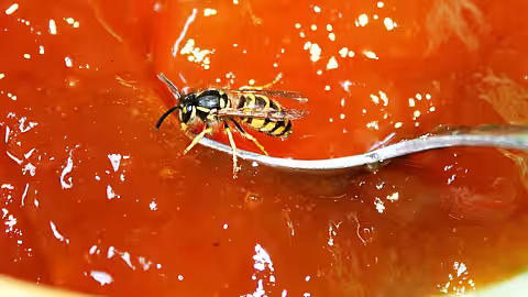 Nur zwei unserer heimischen Wespenarten mögen zuckerhaltige Speisen