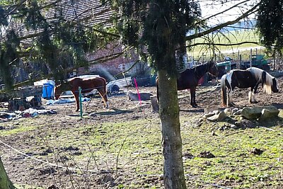 Animal Hoarding im Landkreis Stendal – Chaotische Tierhaltung hinterm Zaun.