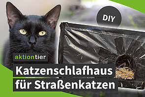 aktion tier - Katzenschlafhaus für Straßenkatzen