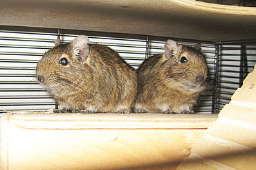 Degus in der Wildtierstation