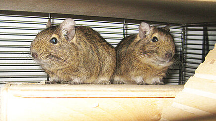 Degus in der Wildtierstation