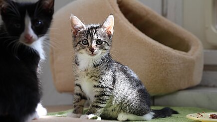Katzenkind im aktion tier Tierheim Zossen