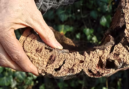 In der dicken Korkrinde wird viel CO2 gespeichert. In der dicken Korkrinde wird viel CO2 gespeichert.