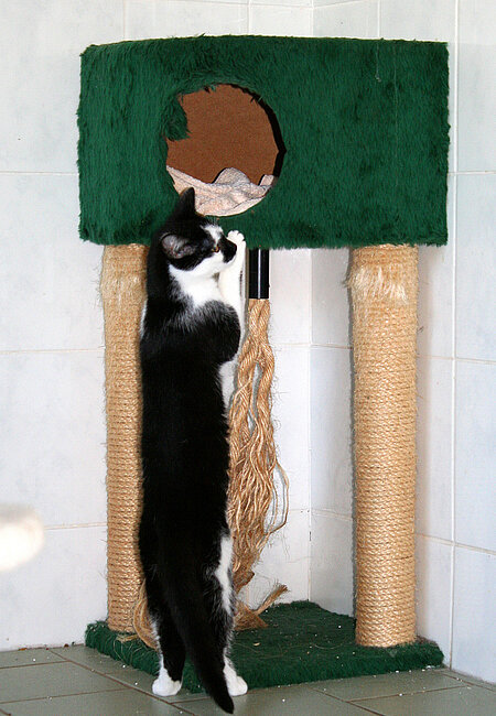 Spielende Katze.