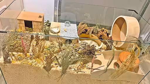 Ein vielfältiges Gehege in einem Terrarium