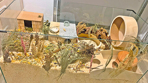 Ein vielfältiges Gehege in einem Terrarium