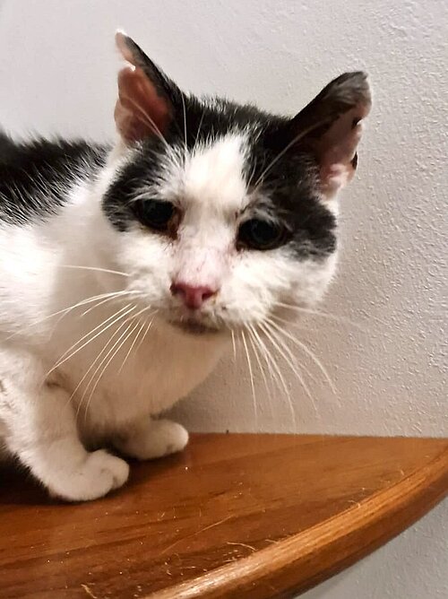 Alte Katzen des verstorbenen Seniors.