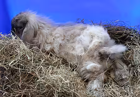 Kaninchen mit verfilztem Fell