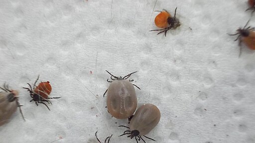 Zecken können gefährliche Krankheiten wie Borreliose und FSME übertragen.