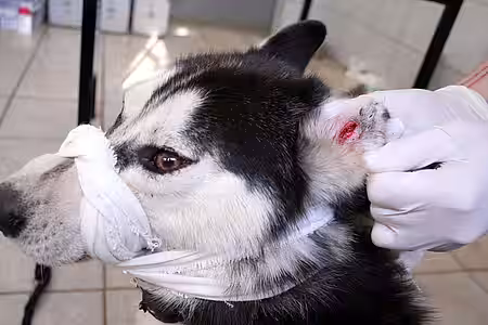 Animal Hoarding Fall Hohengörsdorf 