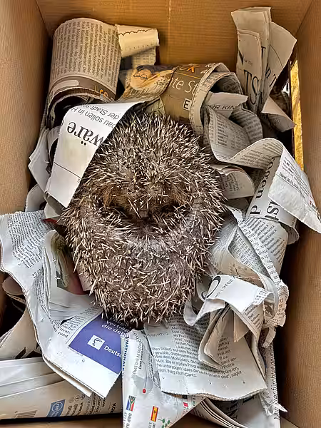 Fertig für die Abreise! Der Igel liegt in einer Transportbox.