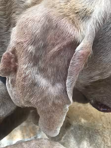 Blutohr Dick angeschwollenes Hundeohr