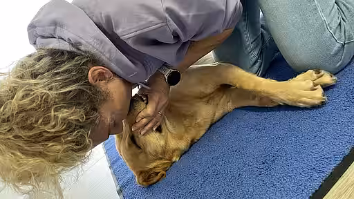 Mund zu Nase Beatmung beim Hund.