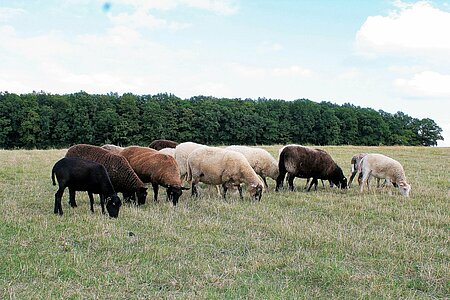 Bio-Schafe aus Mecklenburg