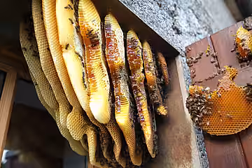 Hier haben wilde Honigbienen ihre Waben mit den honiggefüllten Zellen hinter einem Fensterladen gebaut. Hier haben wilde Honigbienen ihre Waben mit den honiggefüllten Zellen hinter einem Fensterladen gebaut.