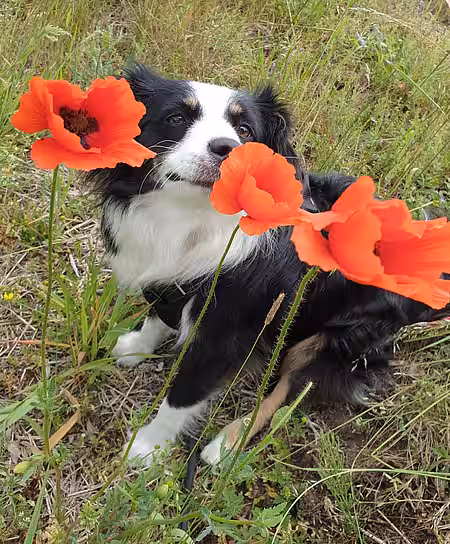 Mit der Nase lässt sich die Umwelt am Besten kennenlernen. Mit der Nase lässt sich die Umwelt am Besten kennenlernen.