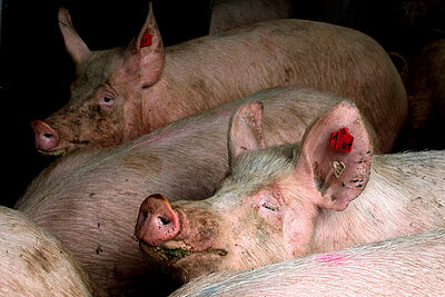 Schweine in der Intensivmast. Foto (Symbolbild): © Ursula Bauer