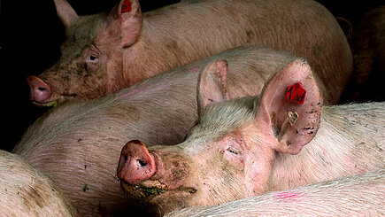 Schweine in der Intensivmast. Foto (Symbolbild): © Ursula Bauer