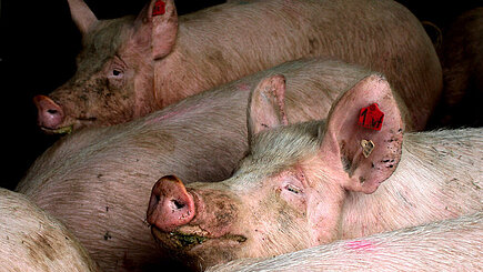 Schweine in der Intensivmast. Foto (Symbolbild): © Ursula Bauer