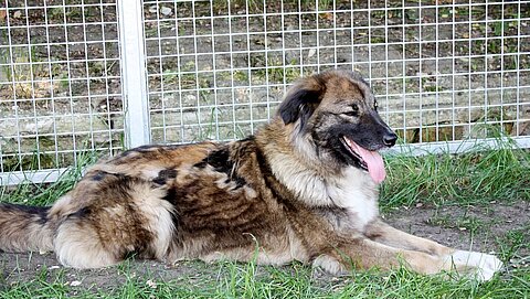 Beim Fellwechsel lösen sich sämtliche Haare und werden durch nachwachsende ersetzt. Beim Fellwechsel lösen sich sämtliche Haare und werden durch nachwachsende ersetzt.