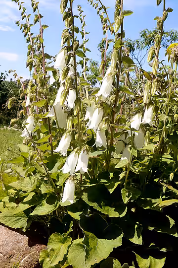 Lauchkrautblättrige Glockenblume (Campanula alliariifolia).