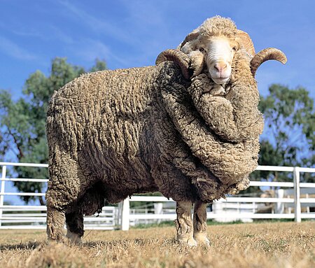 Merino Schaf Merino Schaf