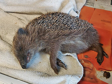 Dieser Igel liegt aufgrund starker Schwächung und Austrocknung in Seitenlage.
