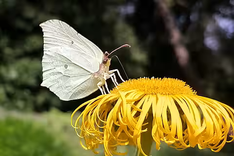 Ein Zitronenfalter (Gonepteryx rhamni) saugt Nektar an einer Blüte. Ein Zitronenfalter (Gonepteryx rhamni)